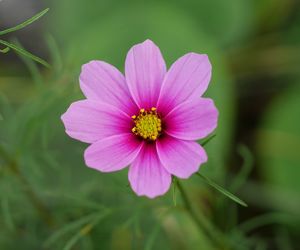 Close-up of pink cosmos flower