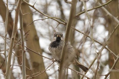 Bird perching on branch