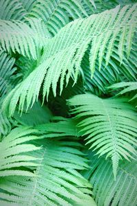 Close-up of fern leaves