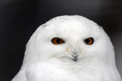 Close-up portrait of white owl