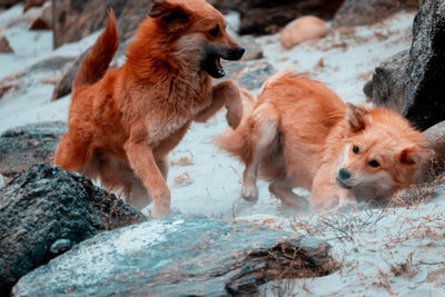 View of dogs on rock