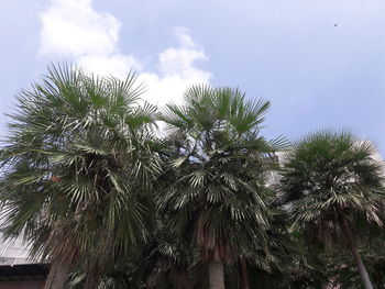 Low angle view of palm trees against sky