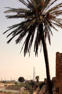Low angle view of palm trees