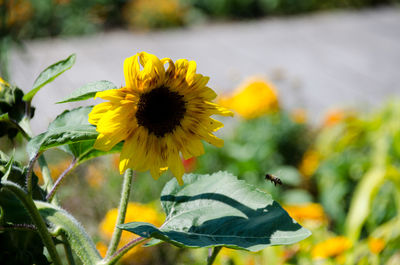 Close-up of sunflower on plant