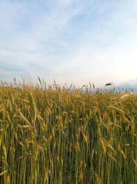 View of wheat field against sky