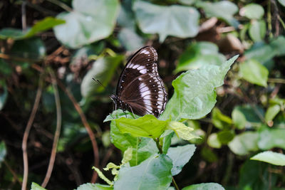 Close-up of butterfly on leaf