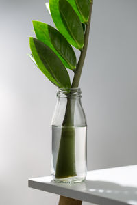 Close-up of plant in glass on table