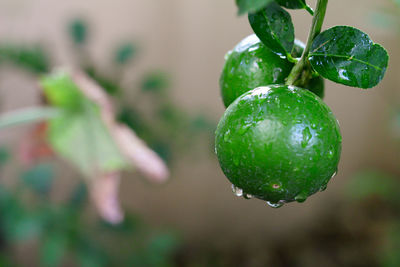 Close-up of wet fruit on tree