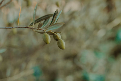 Close-up of olive growing on tree