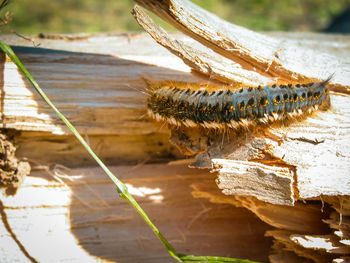 Close-up of caterpillar on broken wood