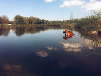 Reflection of trees in calm lake