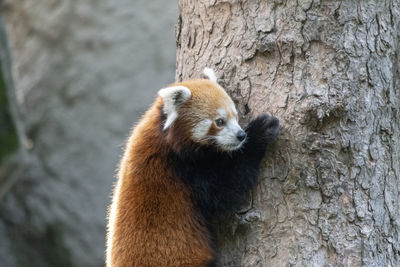 Close-up of a squirrel on tree trunk in zoo