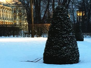 Snow on tree trunk during winter