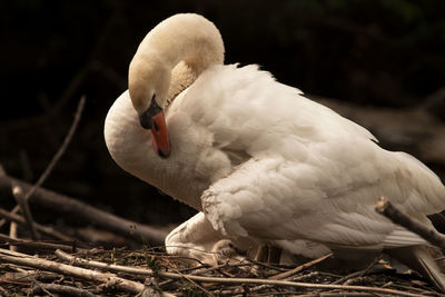Close-up of swan perching