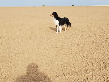 Dog on beach