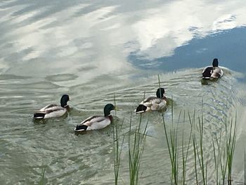 High angle view of ducks swimming on lake