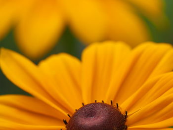 Close-up of yellow flower