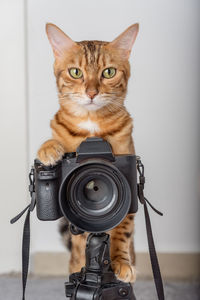 Bengal cat - a photographer takes pictures on a camera on a tripod in the house.