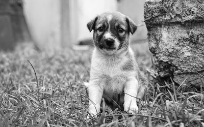 Portrait of dog sitting on grass