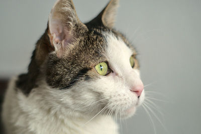 Close-up of a cat looking away