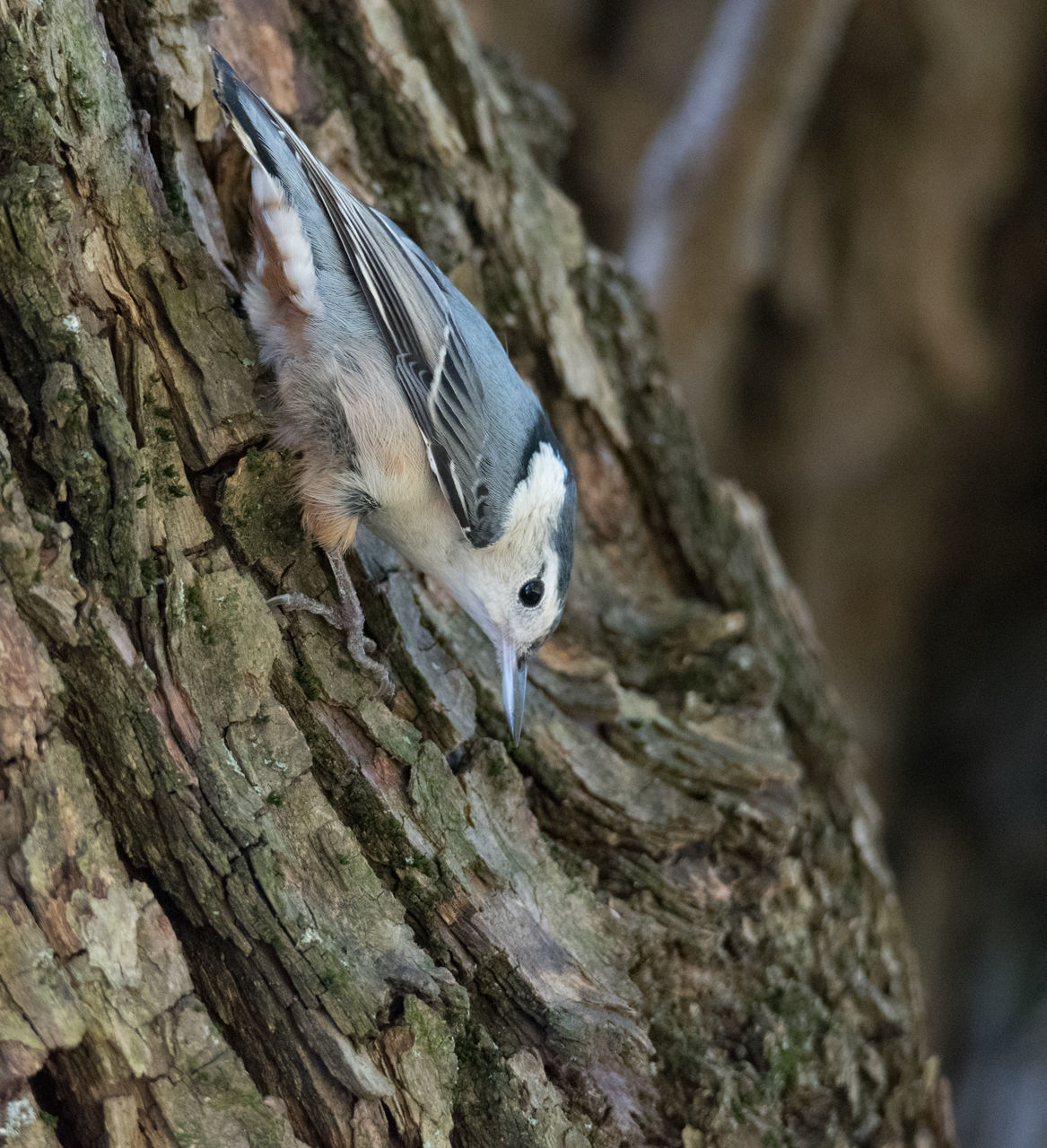 CLOSE-UP OF A BIRD PERCHING ON TREE