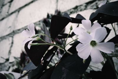 Close-up of flower blooming