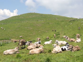 Flock of sheep on grassy field