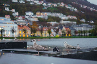 Seagulls perching on a building