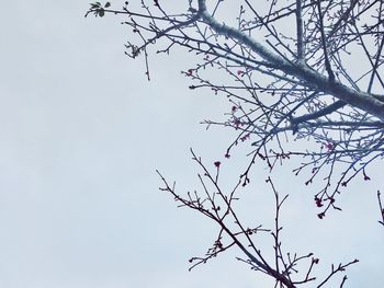 Low angle view of flowering plant against clear sky