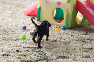 View of dog playing with ball