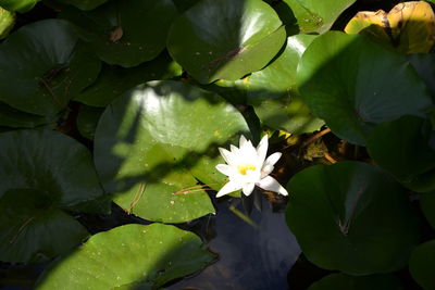 Close-up of water lily on leaves in lake