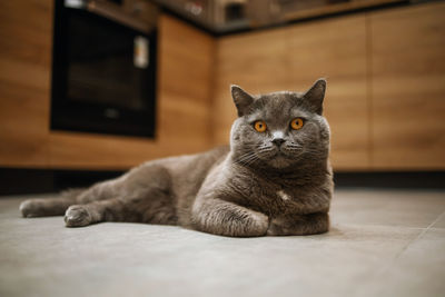 Grey british cat lying on floor in kitchen