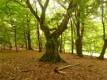 Trees in forest