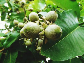 Close-up of fruits on tree