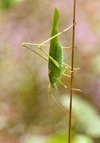 Close-up of insect on plant