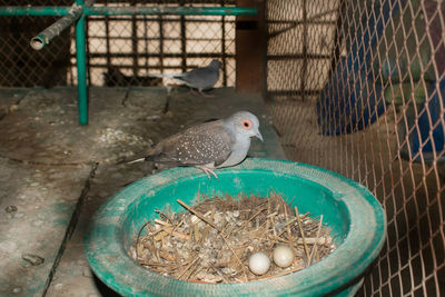 Birds in a container