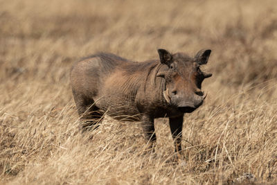 Common warthog eyeing camera from long grass