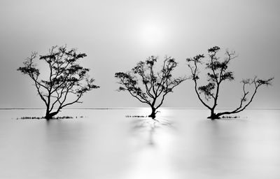 Bare tree by lake against sky