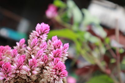 Close-up of pink flowering plant