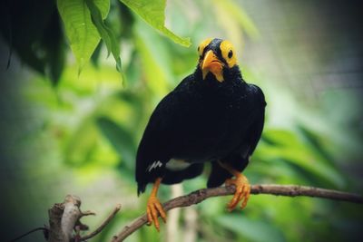 Close-up of bird perching on branch