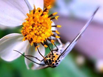 Close-up of insect on flower
