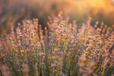 Beautiful lavender in the light of the setting summer sun