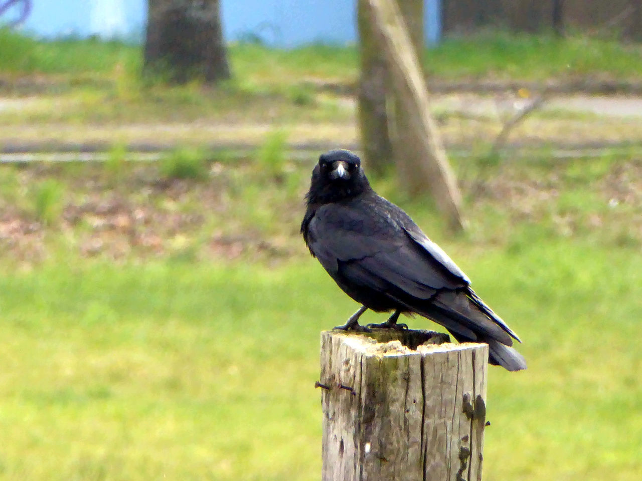 CLOSE-UP OF BLACK BIRD PERCHING ON WOODEN POST