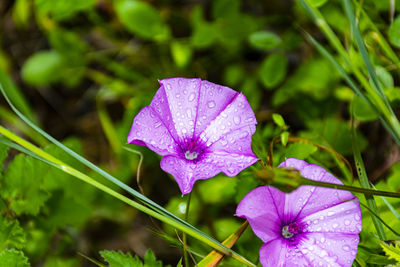 Close-up of wet purple flowering plant