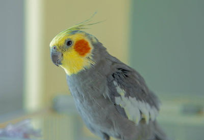 Close-up of a parrot