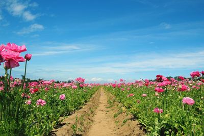 Pink flowers blooming on field against blue sky