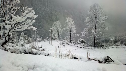 Trees on snow covered landscape