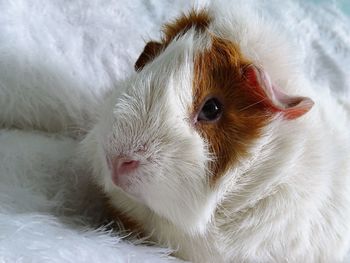 Close-up of guinea pig