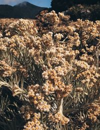 High angle view of flowering plants on field