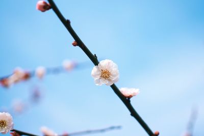 Low angle view of cherry blossom